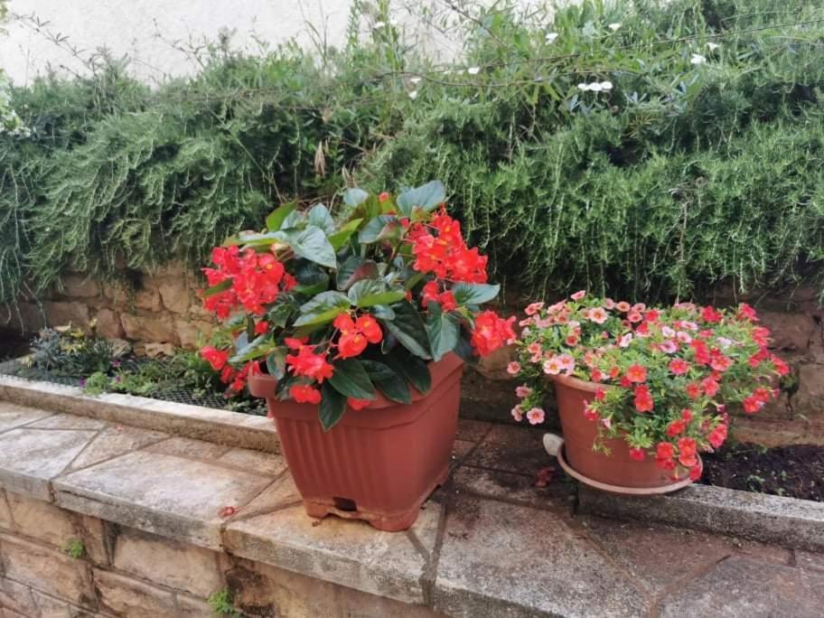App Carla Διαμέρισμα Novigrad Istria Εξωτερικό φωτογραφία